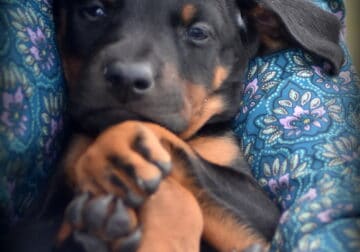 Champion European Doberman Female Puppy