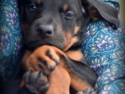 Champion European Doberman Female Puppy