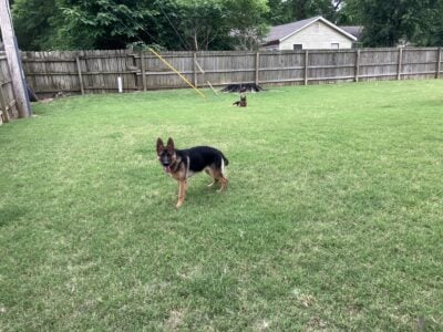 Sweet Female German Shepards