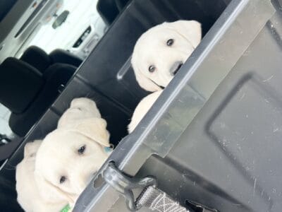 AKC Puppies