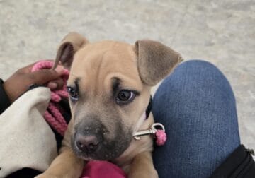 Cane Corso Puppy