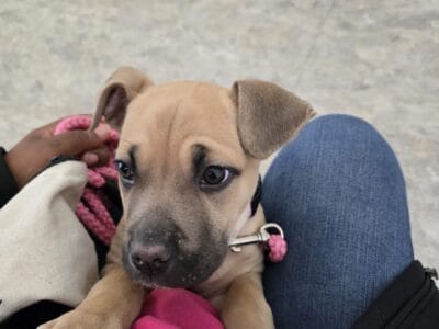 Cane Corso Puppy