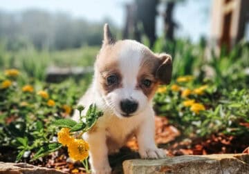 Corgi puppies