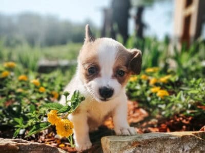 Corgi puppies