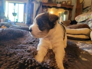 Beautiful Miniature Schnauzer babies!