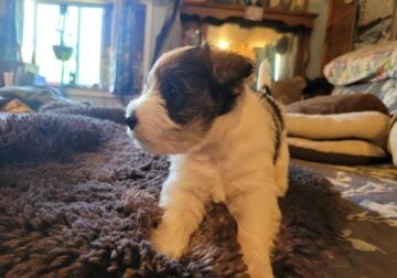 Beautiful Miniature Schnauzer babies!