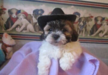 Shichon puppies