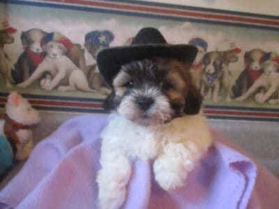 Shichon puppies