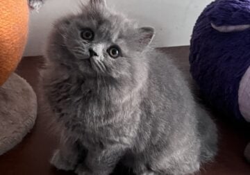 Blue British Longhair girls 3 months old