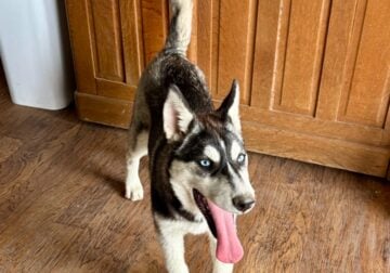 Siberian Husky for sale