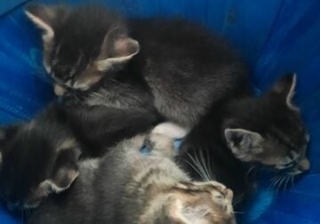 4 kittens for sale