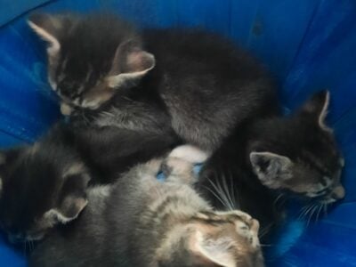 4 kittens for sale