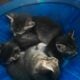 4 kittens for sale