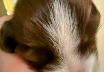 AKC long hair piebald