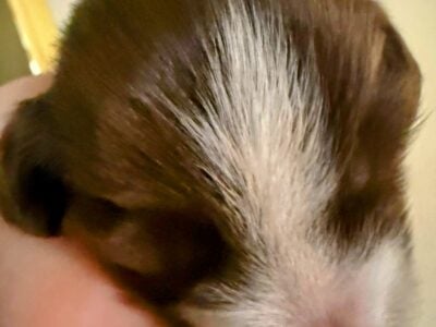 AKC long hair piebald