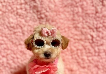 Tiny Tina