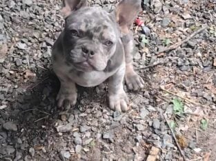 French Bulldog Puppy AKC, 15 Weeks Old!
