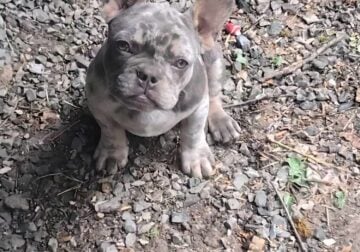 French Bulldog Puppy AKC, 15 Weeks Old!