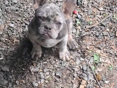 French Bulldog Puppy AKC, 15 Weeks Old!