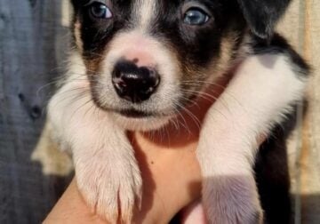 7 border collie boys, looking for loving homes.