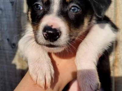 7 border collie boys, looking for loving homes.