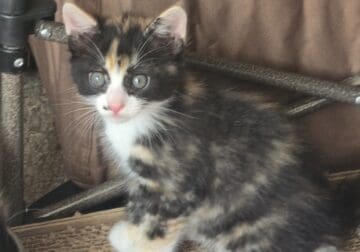 Kitten for adoption
