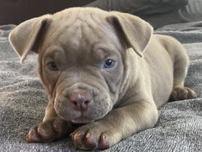 American Pocket Bullies Puppies Ready to G  ...