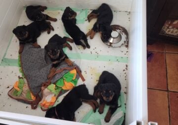 AKC Rottweiler puppies