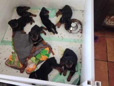 AKC Rottweiler puppies