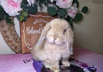 Cream holland lop buck