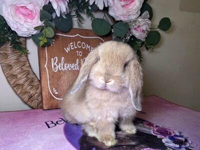 Cream holland lop buck