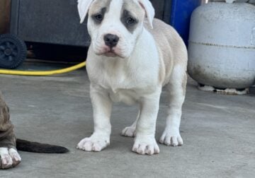 Pitbull Puppies