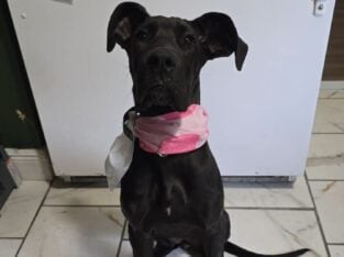 Great dane puppy for sale