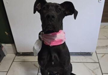 Great dane puppy for sale