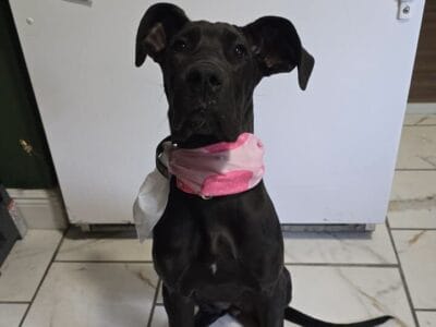 Great dane puppy for sale