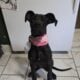 Great dane puppy for sale