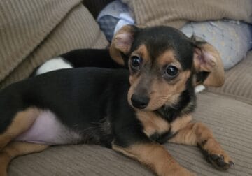 Chiweenie Puppies