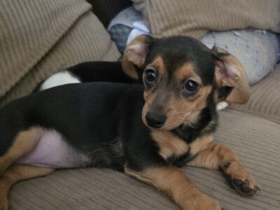 Chiweenie Puppies