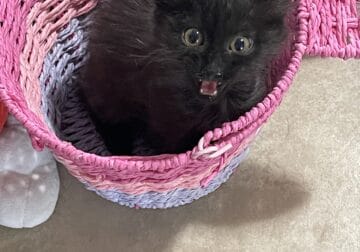 Abandoned kitten looking for home