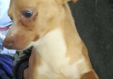 Chiweenie puppies