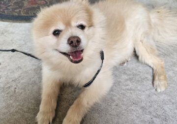 Cody, a sweet Pomeranian is looking for a new home