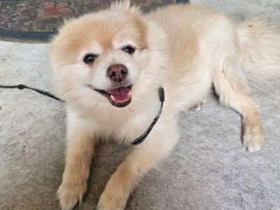 Cody, a sweet Pomeranian is looking for a new home