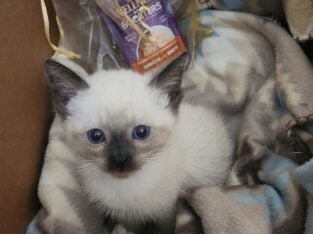Siamese kittens ready for new families