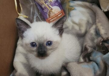 Siamese kittens ready for new families