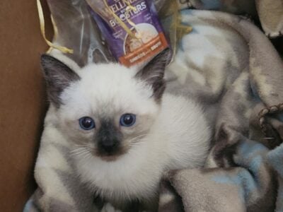 Siamese kittens ready for new families