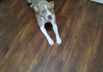 I want to sell my dog