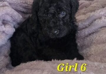 Double Doodle puppies for sale