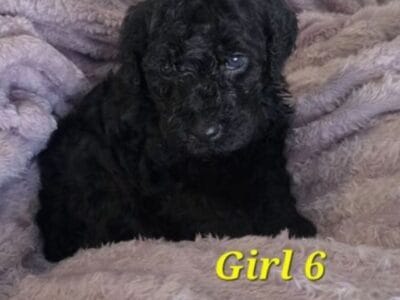 Double Doodle puppies for sale