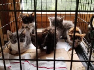 Free Kittens to Loving Homes