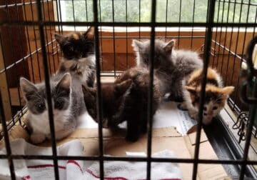 Free Kittens to Loving Homes